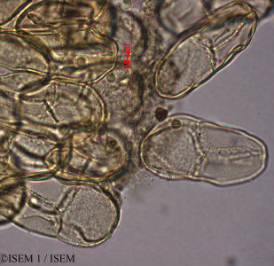 Apocynum corniculatum - lame n° 27986